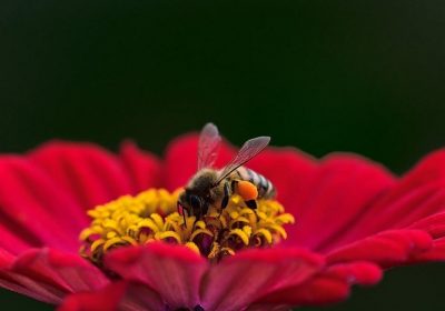 Dlaczego warto pić nektary niskosłodzone